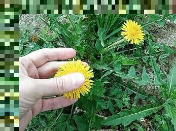 Cute dandelion